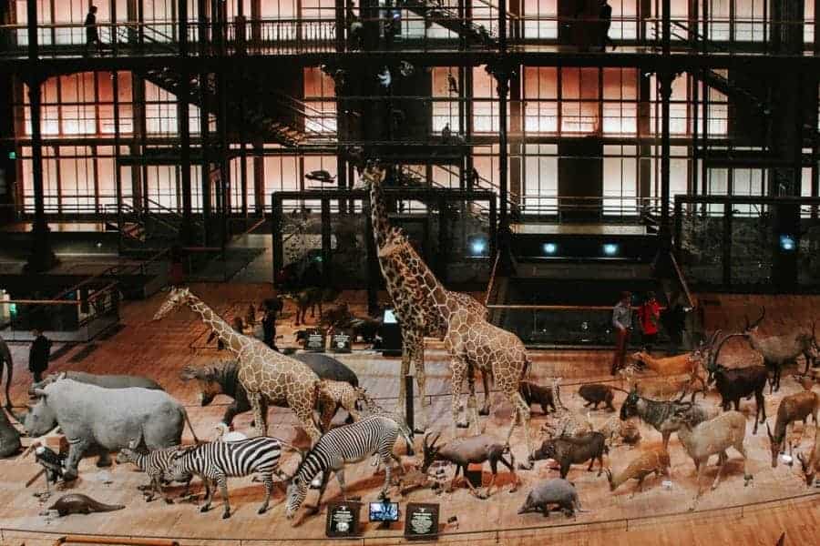 Animal Exhibition inside Musée national d’Histoire naturelle