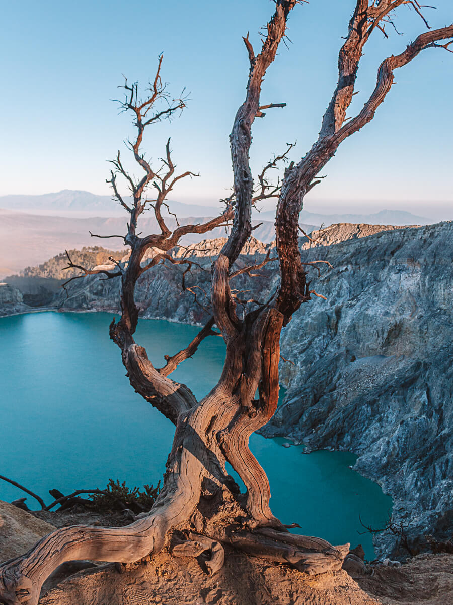 Beautiful tree at the top of the acid lake at Mount Ijen Volcano