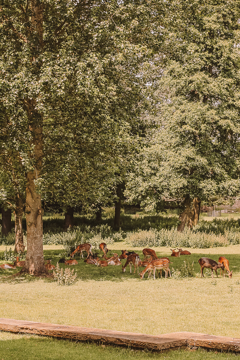 Deer at Magdalen Deer Park in Oxford