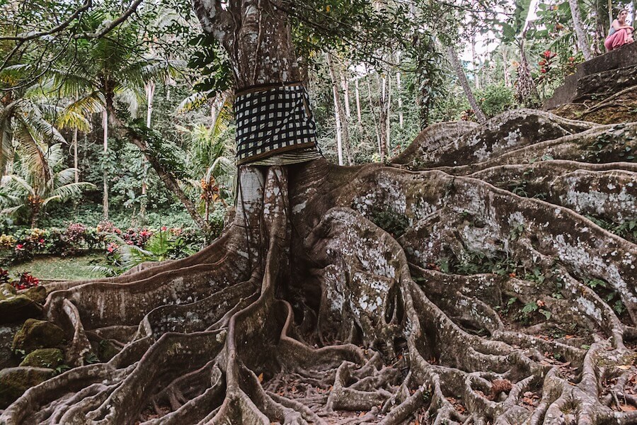 Sacred Ceiba Tree Goa Gajah Bali